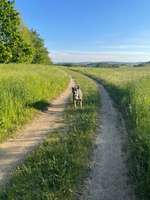 Hundeauslaufgebiet-Neundorfer Rundwanderweg-Bild