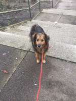 Suchmeldung-Charlie-Bild