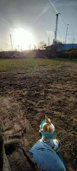 Hundeauslaufgebiet-Hundewiese neben Stephaniebrücke-Bild