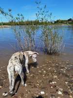 Hundeauslaufgebiet-Promenade Niehler Damm-Bild