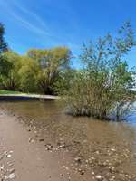 Hundeauslaufgebiet-Promenade Niehler Damm-Bild