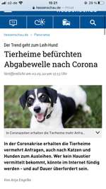 Neuer Corona Trend: Hundekauf/Verleih?!-Beitrag-Bild