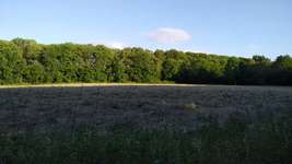 Hundeauslaufgebiet-Friedhof Rodenkirchen-Bild