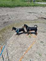 Suchen eingezäuntes Freizeitgrundstück zum Toben ohne Leine-Beitrag-Bild