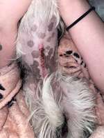 OP Narbe nach Kastration-Beitrag-Bild