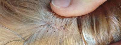 Juckreiz am Unterkiefer-Beitrag-Bild