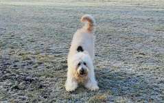 Hundeauslaufgebiet-Binnsenweiher-Bild