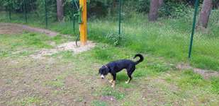 Hundeauslaufgebiet-Freilauffläche Meppen-Bild