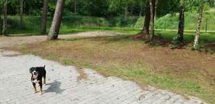 Hundeauslaufgebiet-Freilauffläche Meppen-Bild