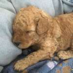 Hundekrankenversicherung & Hundehalterhaftpflichtversicherung-Beitrag-Bild