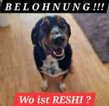 Suchmeldung-Reshi-Bild