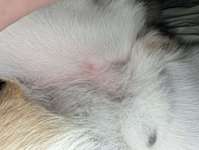 Schwellung nach Zeckenbiss-Beitrag-Bild