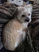 Fellpflege-Beitrag-Bild