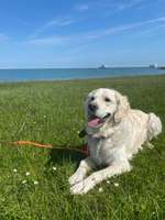 Suchmeldung-Sammy-Bild