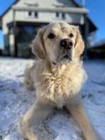 Suchmeldung-Sammy-Bild