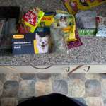 hunde und katzen-Beitrag-Bild