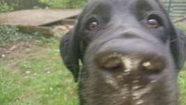 Fährte für junge Hunde-Beitrag-Bild