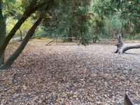 Hundeauslaufgebiet-Am Steinbergpark-Bild