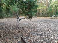 Hundeauslaufgebiet-Am Steinbergpark-Bild