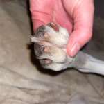 Angeknabberte Krallen-Beitrag-Bild