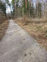 Hundeauslaufgebiet-Berglwald-Bild