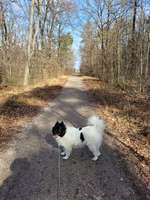 Hundeauslaufgebiet-Berglwald-Bild