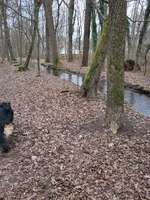 Hundeauslaufgebiet-Hartmannshofer Park-Bild