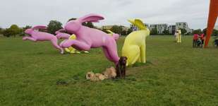 Hundeauslaufgebiet-Bürgergärten Scharnhauser Park-Bild