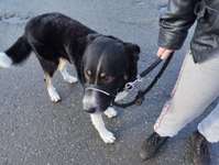 Rasse raten bei Mischling-Beitrag-Bild