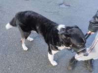 Rasse raten bei Mischling-Beitrag-Bild