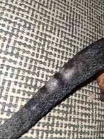 Beule an der Rute-Beitrag-Bild