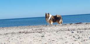 Hundeauslaufgebiet-Hundestrand Grünberg-Bild