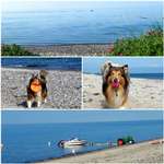 Hundeauslaufgebiet-Hundestrand Grünberg-Bild