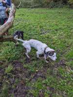 Hundeauslaufgebiet-Riesebusch/Bad Schwartau-Bild