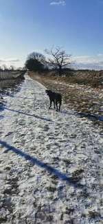 Hundeauslaufgebiet-Waldemarsmauer-Bild