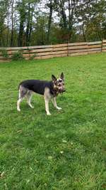 Hundeauslaufgebiet-Hundeverein Dexheim (Mitgliedschaft benötigt)-Bild