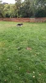 Hundeauslaufgebiet-Hundeverein Dexheim (Mitgliedschaft benötigt)-Bild