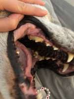 Zahnfleischentzündung-Beitrag-Bild