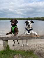 Hundeauslaufgebiet-Wieksee-Bild