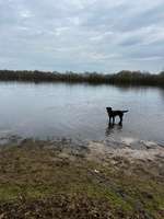 Hundeauslaufgebiet-Wieksee-Bild