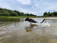 Hundeauslaufgebiet-Wieksee-Bild