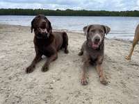 Hundeauslaufgebiet-Wieksee-Bild