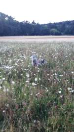 Hundeauslaufgebiet-Wüstener Weg-Bild
