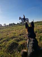 Trennungsangst beim Reiten-Beitrag-Bild