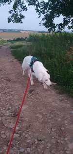 Hundeauslaufgebiet-Saulheimer Bach-Bild