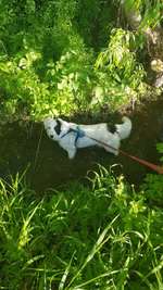 Hundeauslaufgebiet-Saulheimer Bach-Bild