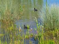 Hundeauslaufgebiet-Saulheimer Bach-Bild