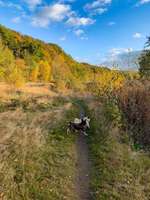 Hundeauslaufgebiet-Nossen Muldental mit Bastei-Bild