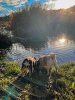 Hundeauslaufgebiet-Nossen Muldental mit Bastei-Bild