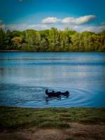 Hundeauslaufgebiet-Hundestrand Auesee-Bild